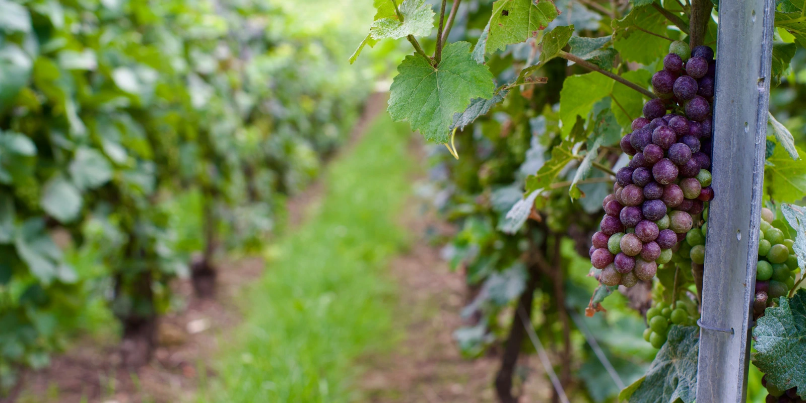 BTSA ME (Métiers de l'Élevage) : Biologie Animale et Génétique