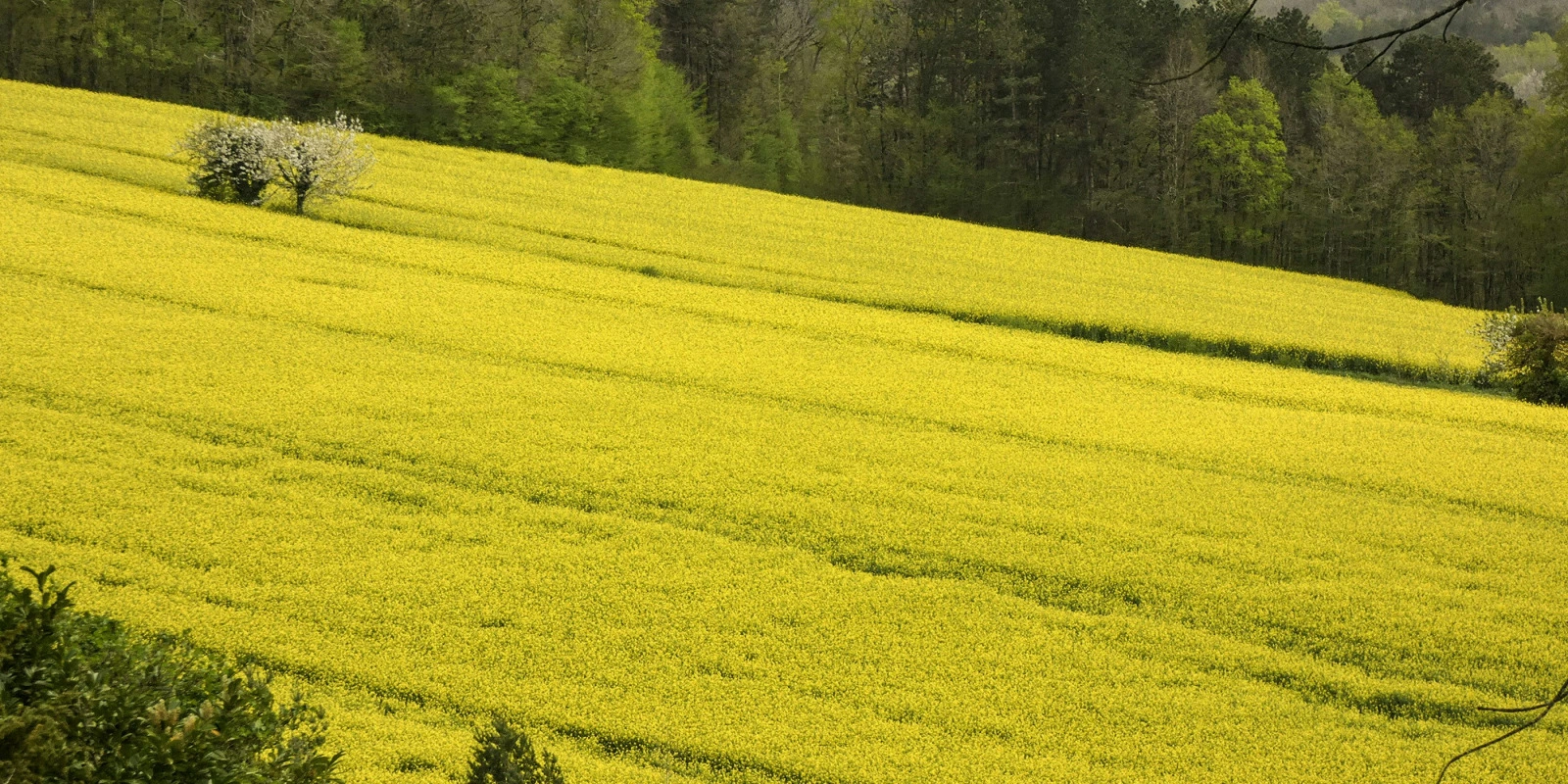 Les Différentes Spécialités du BTSA Production Animale